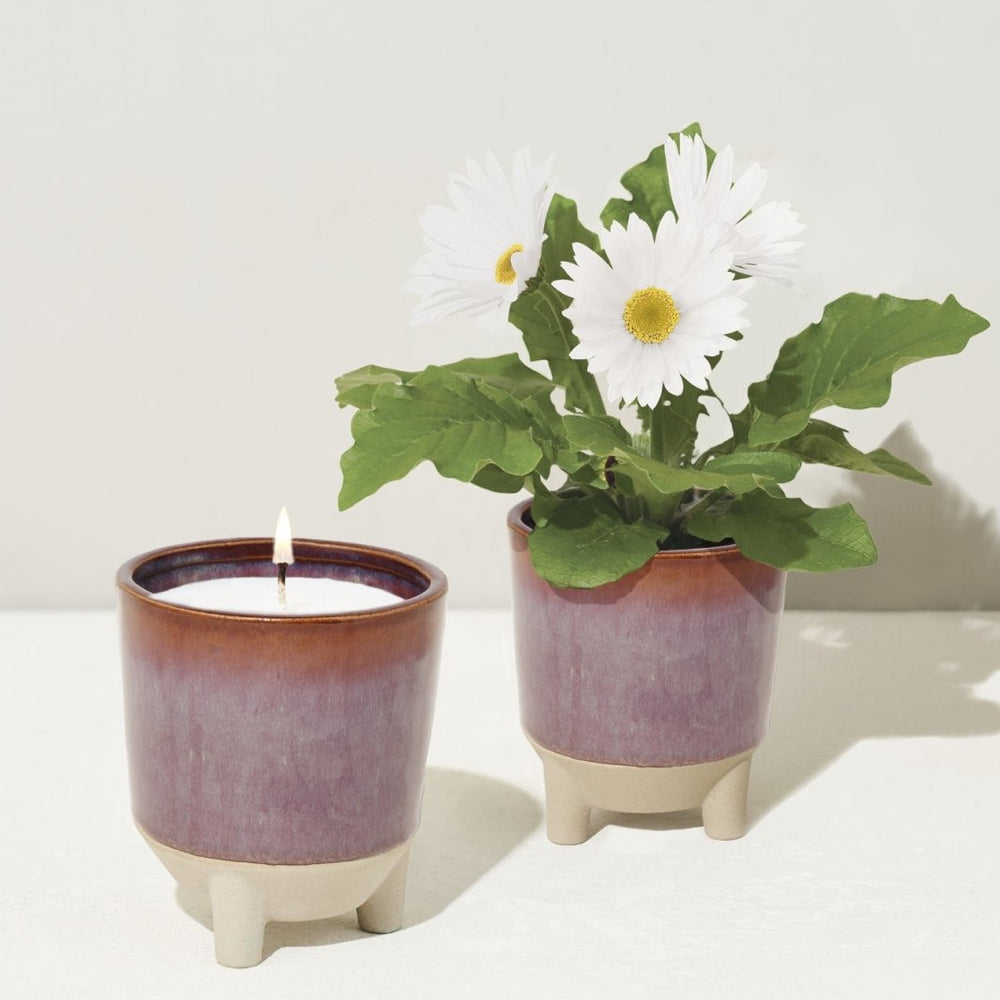 
                      
                        Modern Sprout Glow & Grow Kits - lily & onyx
                      
                    