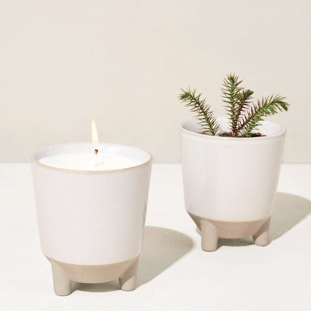 
                      
                        Modern Sprout Glow & Grow Kits - lily & onyx
                      
                    
