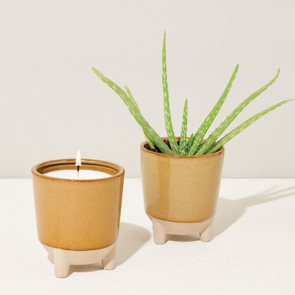 
                      
                        Modern Sprout Glow & Grow Kits - lily & onyx
                      
                    