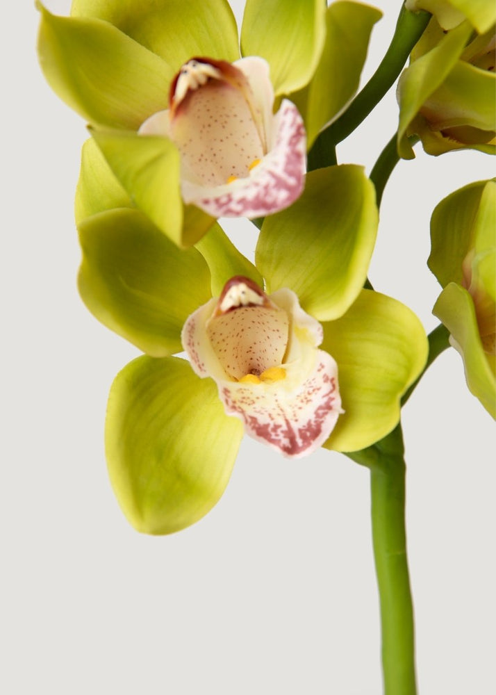 
                      
                        Afloral Green Burgundy Faux Cymbidium Orchids - 28.5" - lily & onyx
                      
                    