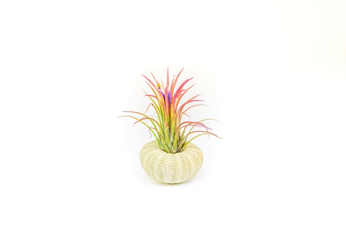 Air Plant Supply Co. Green Urchin with Tillandsia Air Plant - lily & onyx