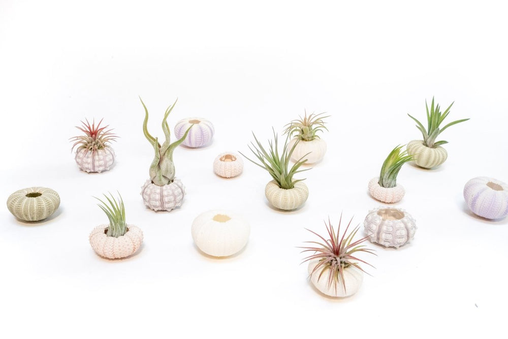 
                      
                        Air Plant Supply Co. Green Urchin with Tillandsia Air Plant - lily & onyx
                      
                    