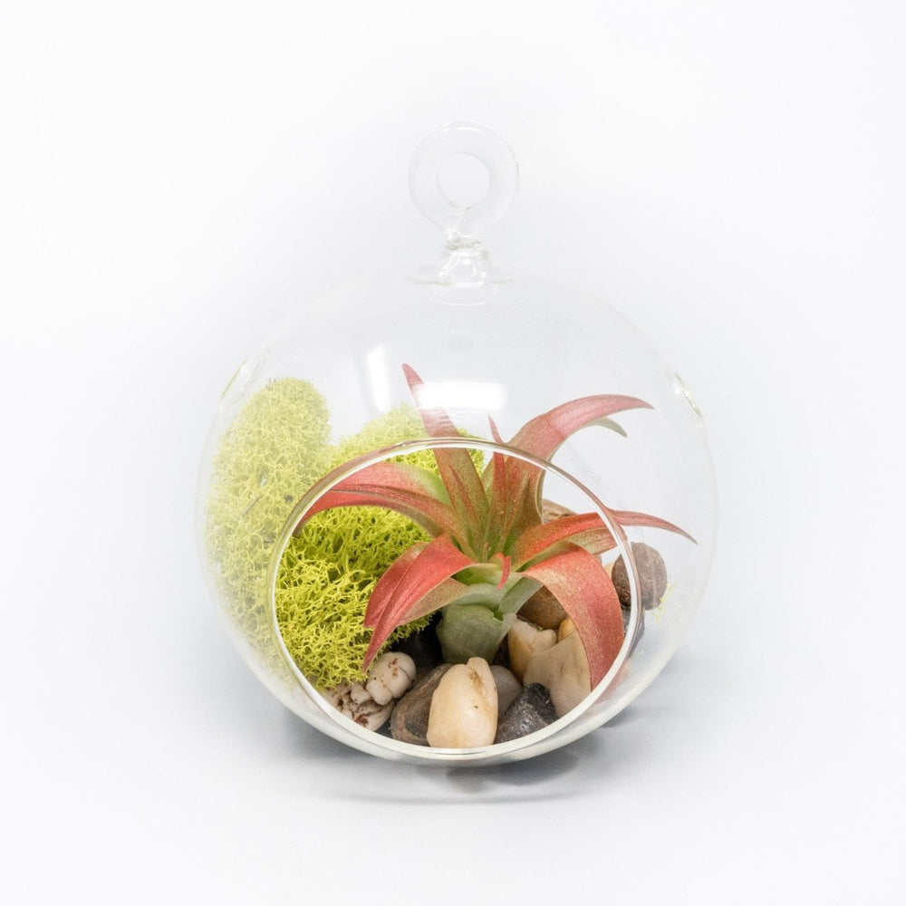 Air Plant Supply Co. Hanging Glass Terrariums with Flat Bottoms, Set of 2 - lily & onyx