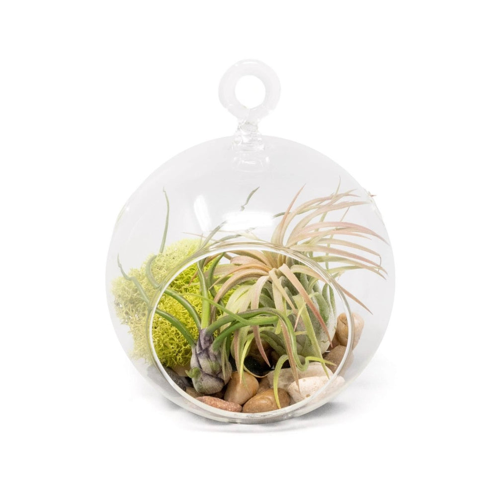 
                      
                        Air Plant Supply Co. Hanging Glass Terrariums with Flat Bottoms, Set of 2 - lily & onyx
                      
                    