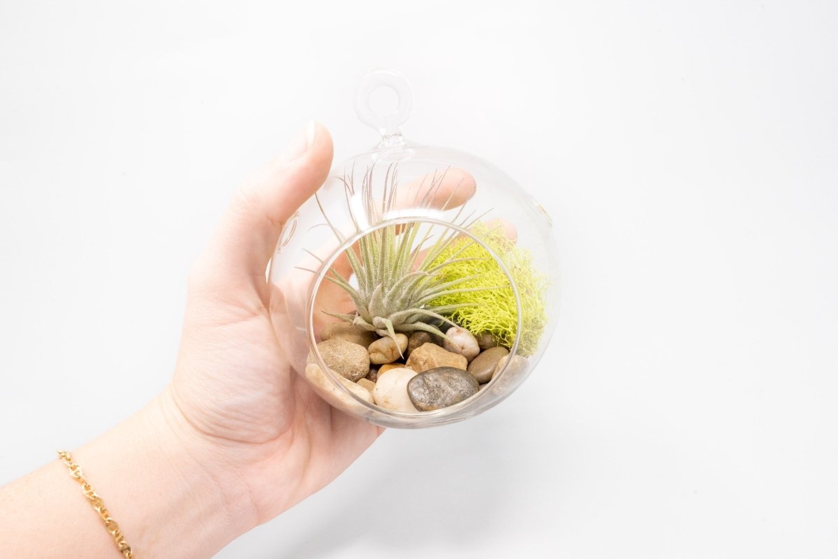 air plant hanging glass Air Plants in Hanging Glass Terrariums with Flat Bottom, Set of 3