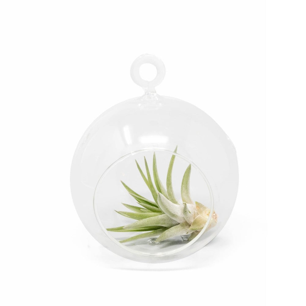 
                      
                        Air Plant Supply Co. Hanging Globe Terrarium with Flat Bottom - lily & onyx
                      
                    