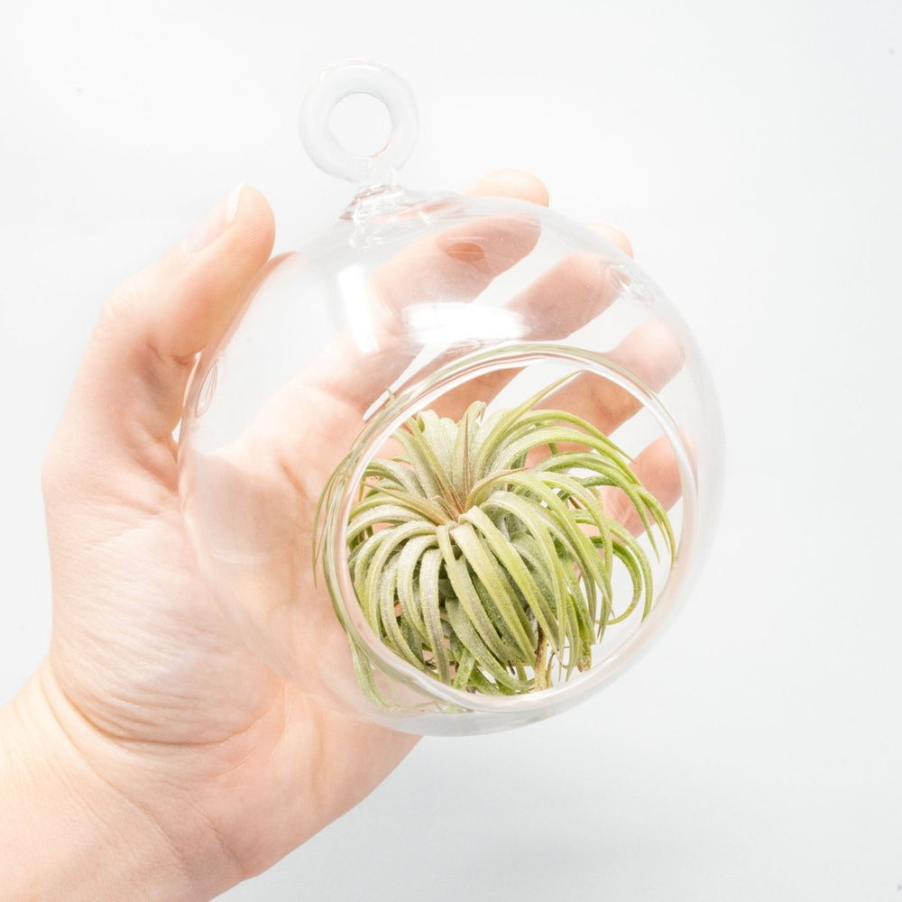 
                      
                        Air Plant Supply Co. Hanging Globe Terrarium with Round Bottom - lily & onyx
                      
                    