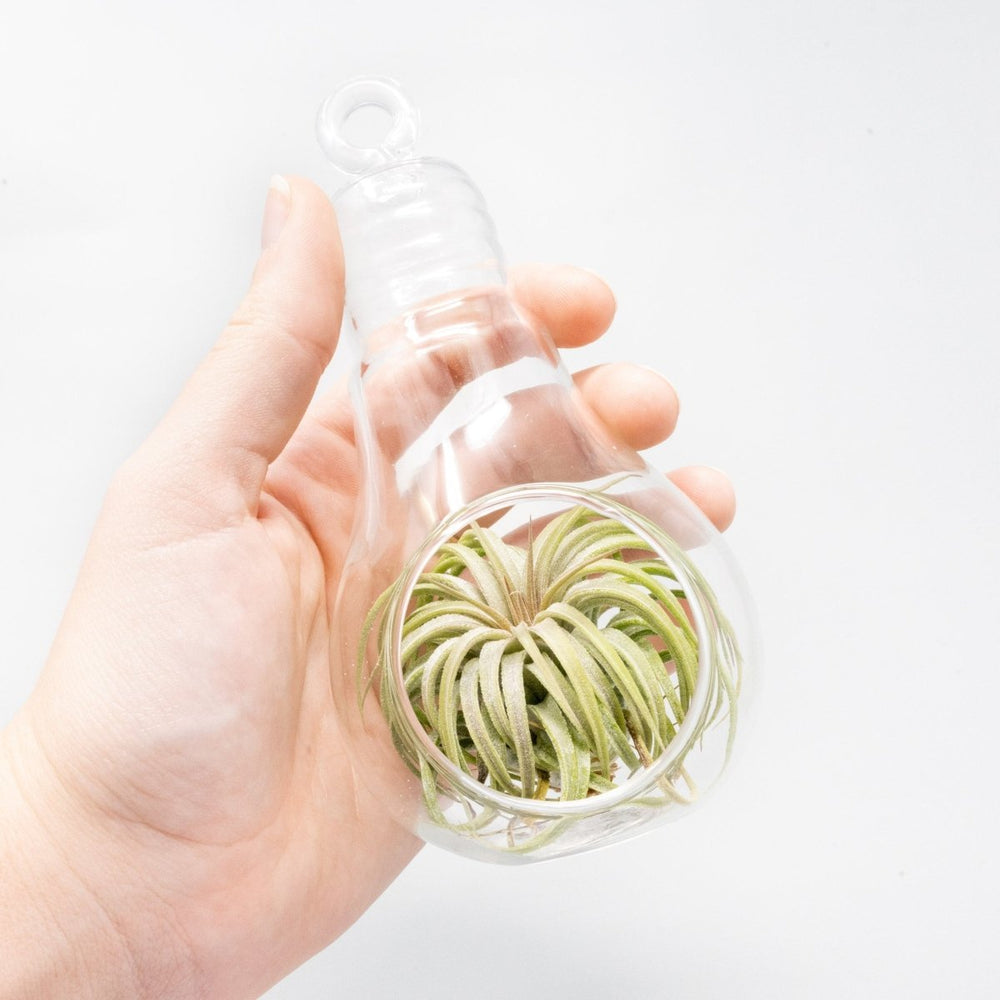 Air Plant Supply Co. Hanging Light Bulb Terrarium with Flat Bottom - lily & onyx