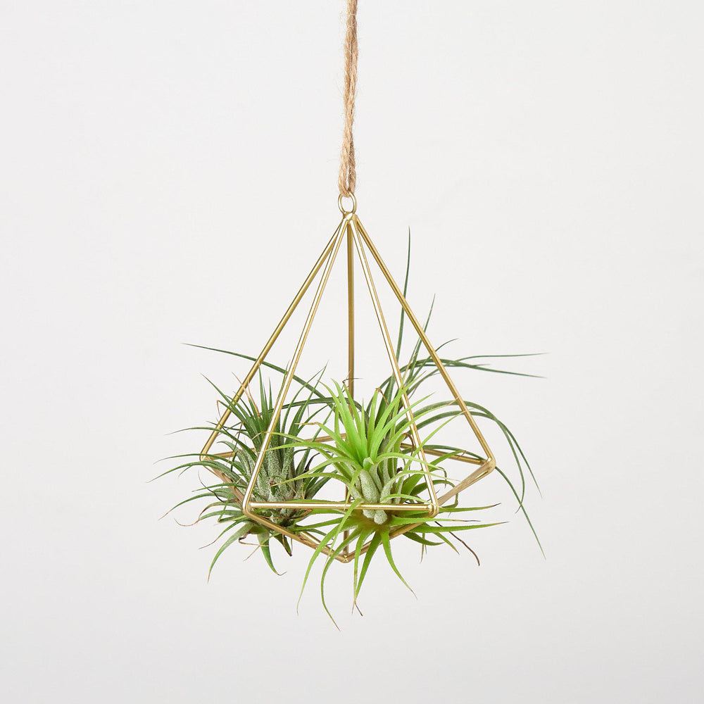 
                      
                        Air Plant Hanger, Brass
                      
                    