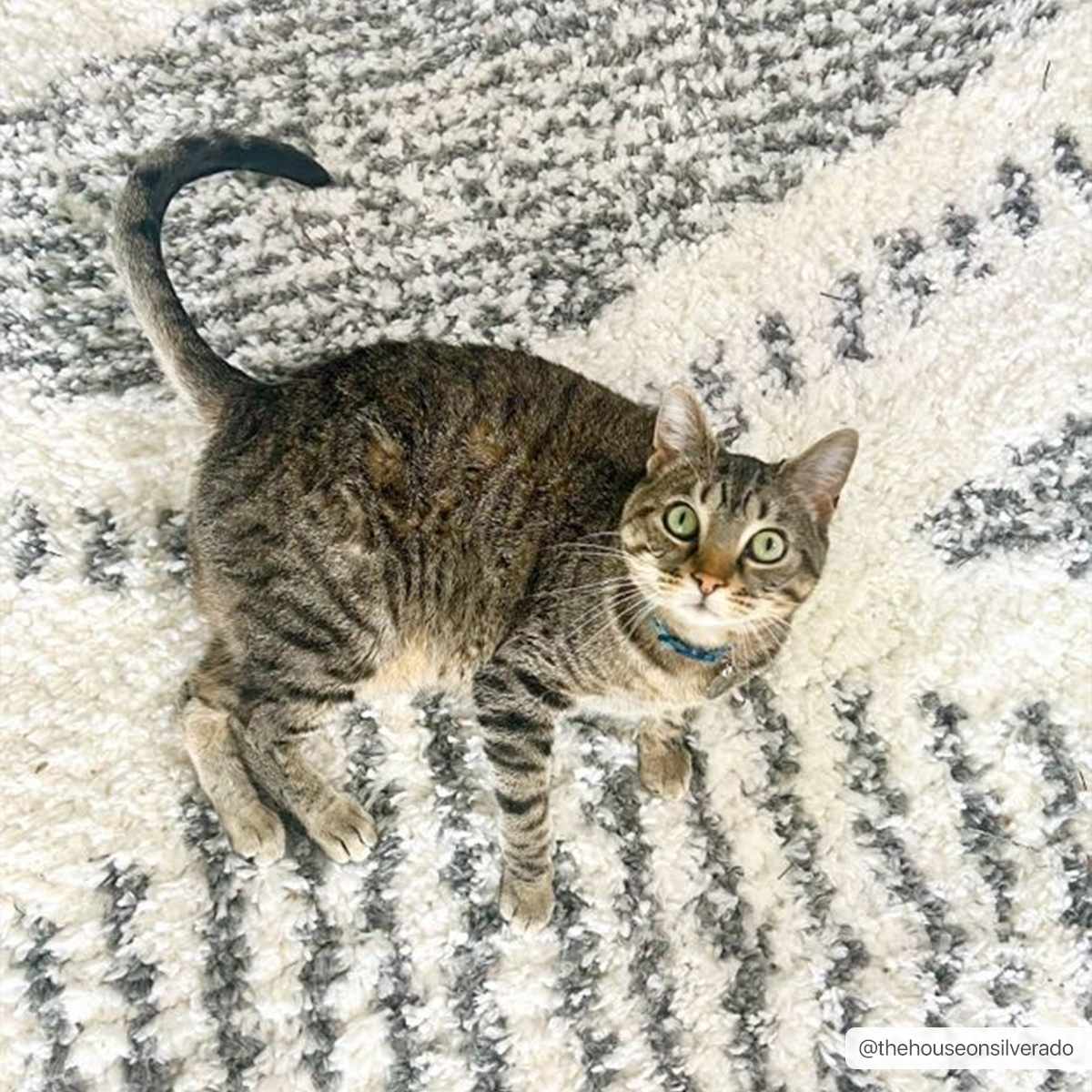 Hauteloom Hauteloom Trunding Plush High Pile Area Rug - Charcoal & Cream