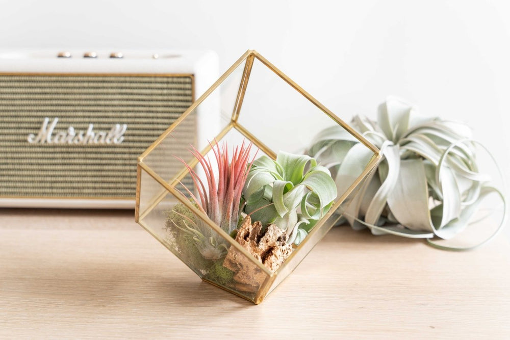 
                      
                        Air Plant Supply Co. Heptahedron Geometric Glass Terrarium with Gold Metallic Finish for Air Plants - lily & onyx
                      
                    