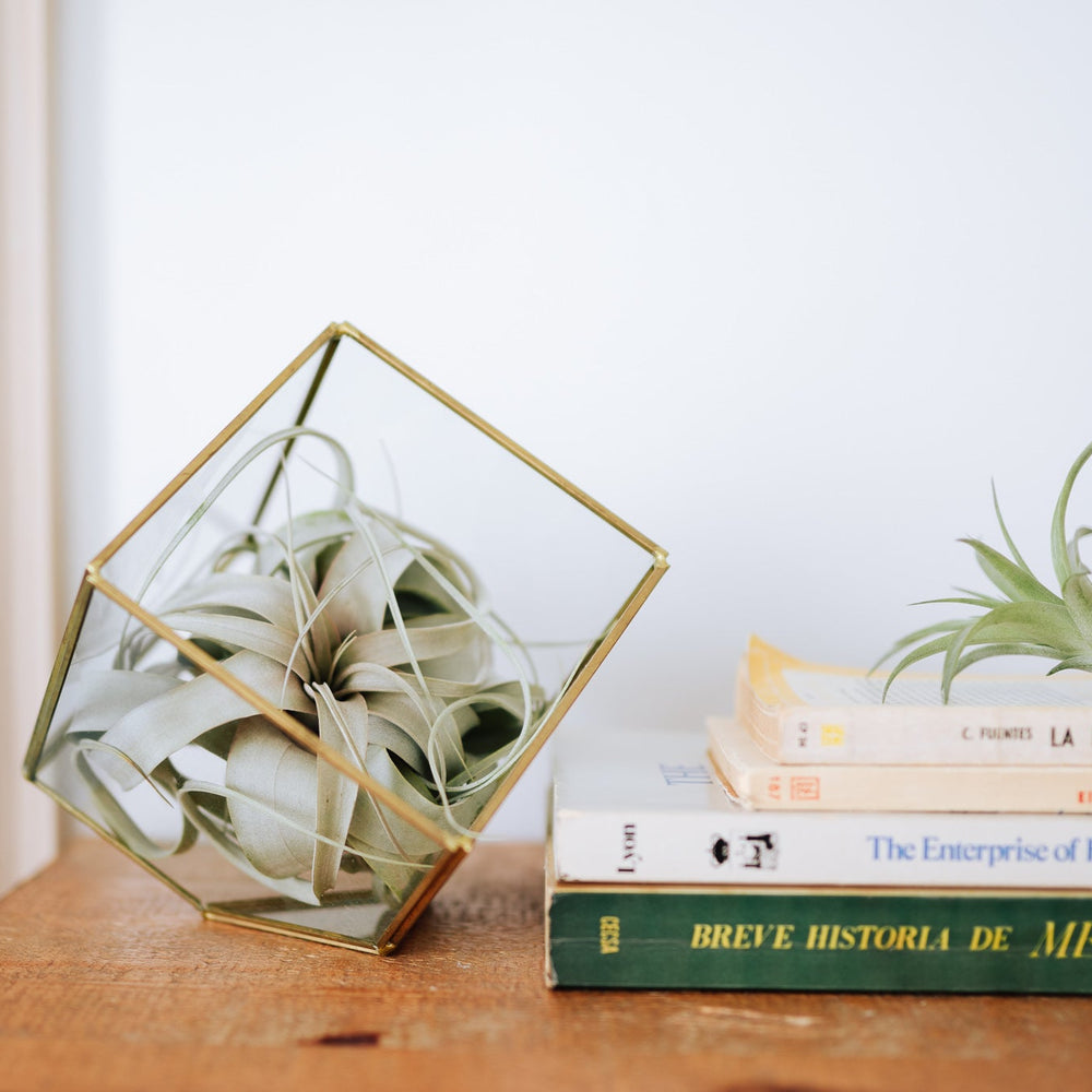 
                      
                        Heptahedron Geometric Glass Terrarium with Gold Metallic Finish for Air Plants
                      
                    