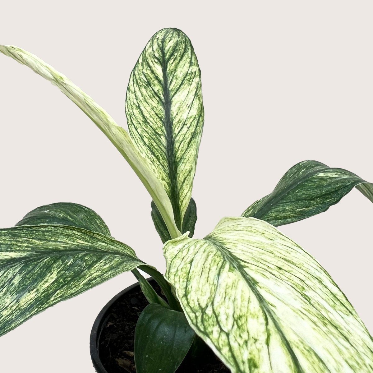 House Plant Shop Spathiphyllum Jessica