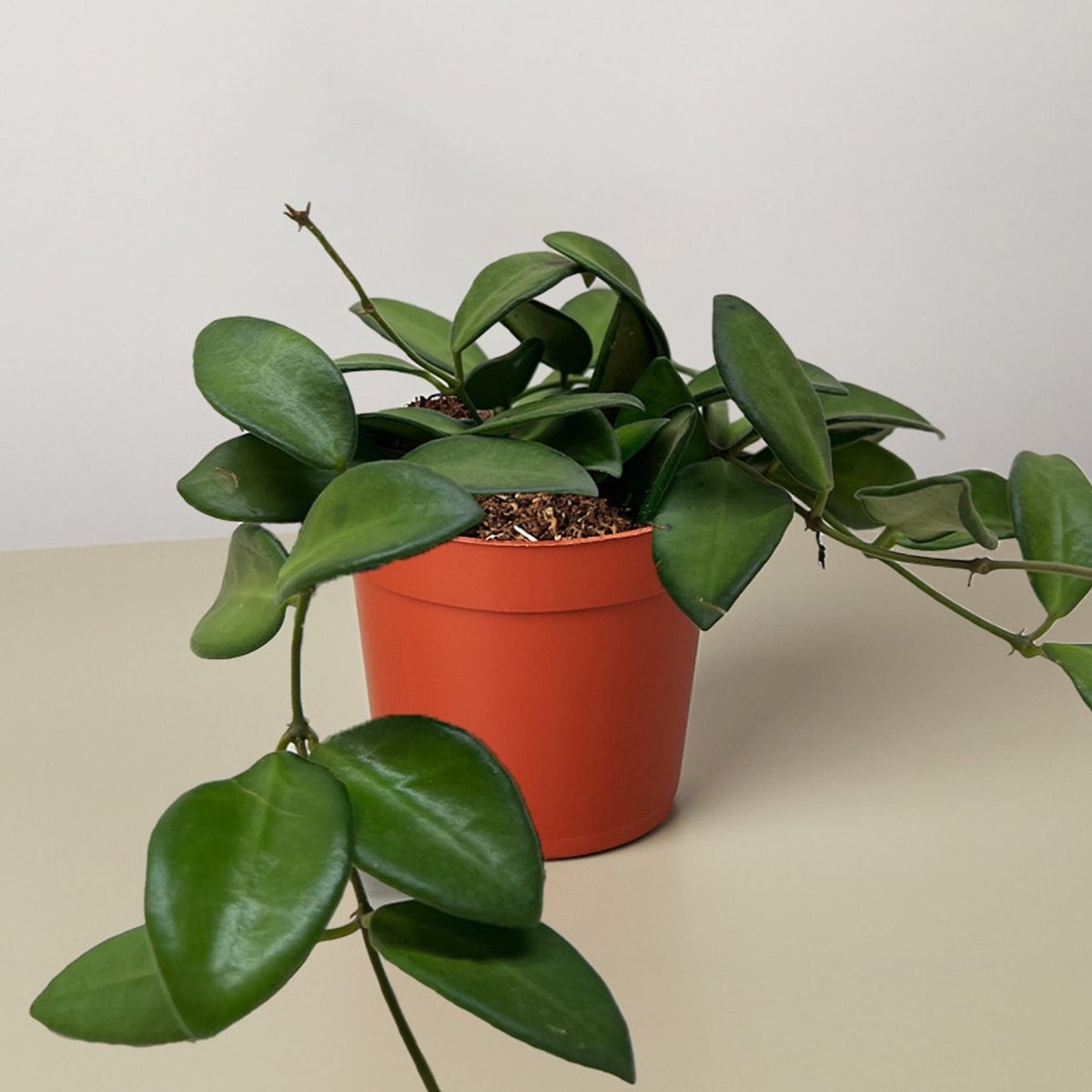 lily & onyx Hoya 'Burtoniae' Houseplant
