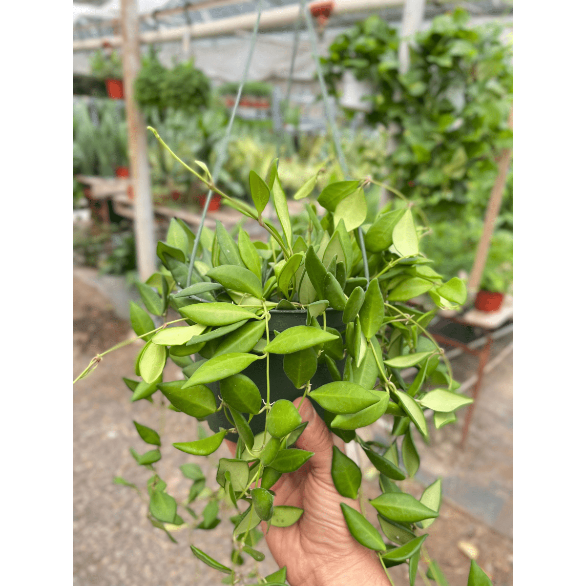 lily & onyx Hoya 'Burtoniae' Houseplant