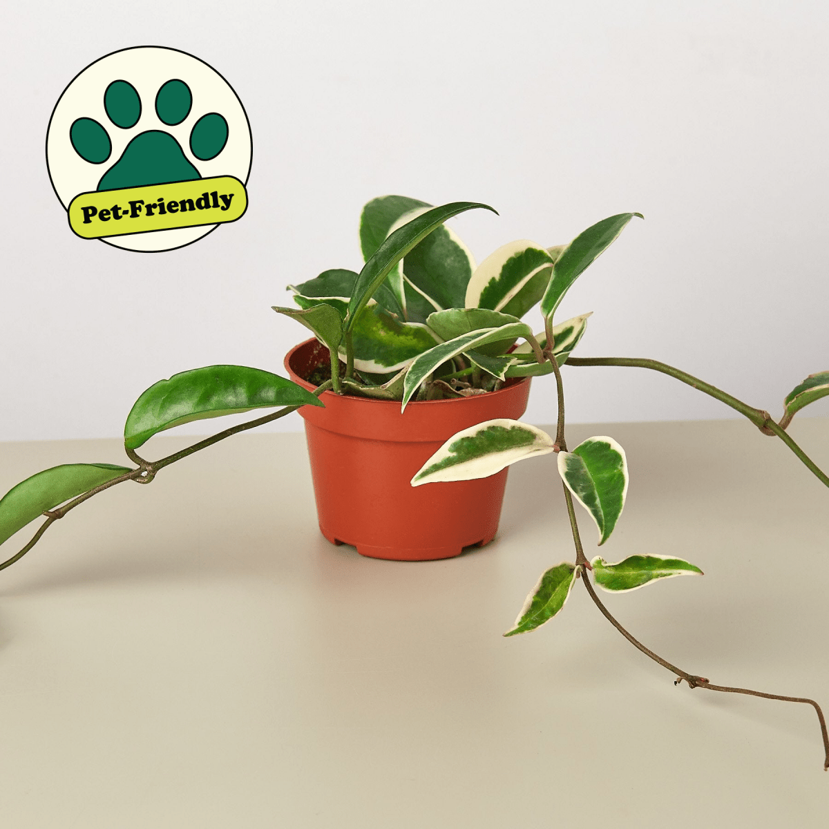 lily & onyx Hoya Carnosa 'Tricolor' Houseplant