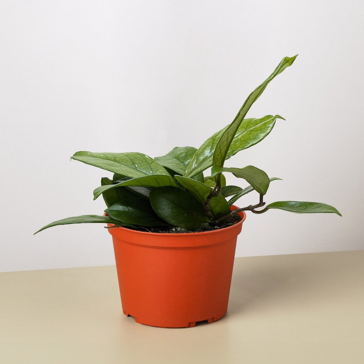 lily & onyx Hoya Fungii Houseplant