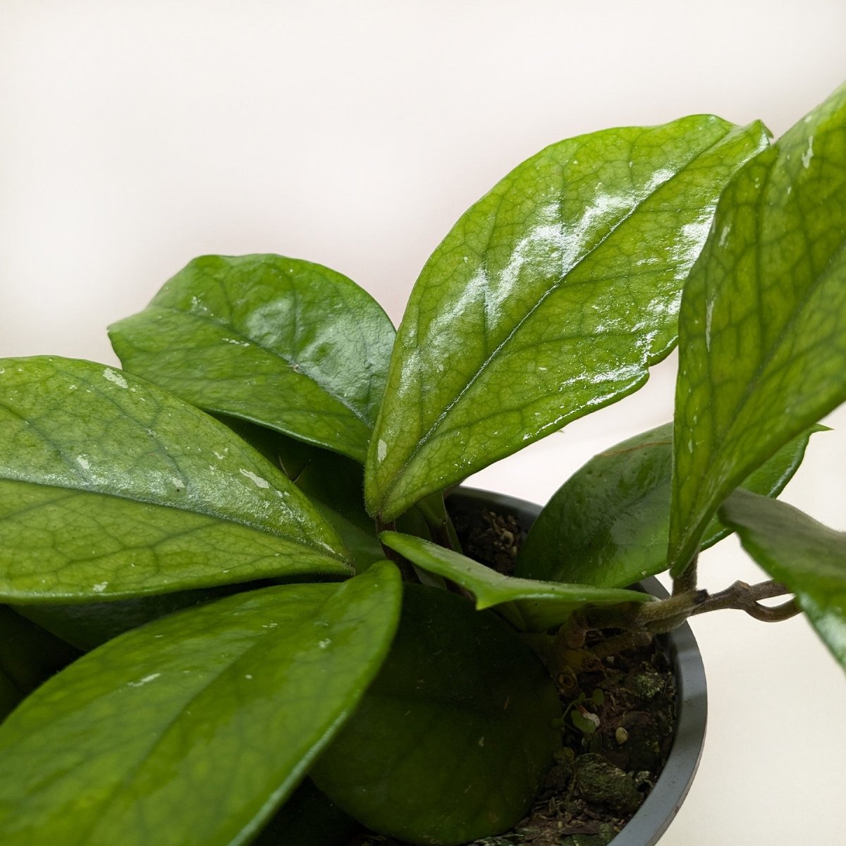 lily & onyx Hoya Fungii Houseplant