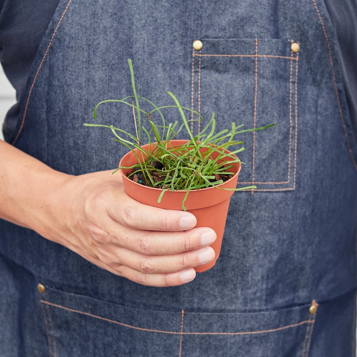 lily & onyx Hoya 'Grass Leafed' Houseplant