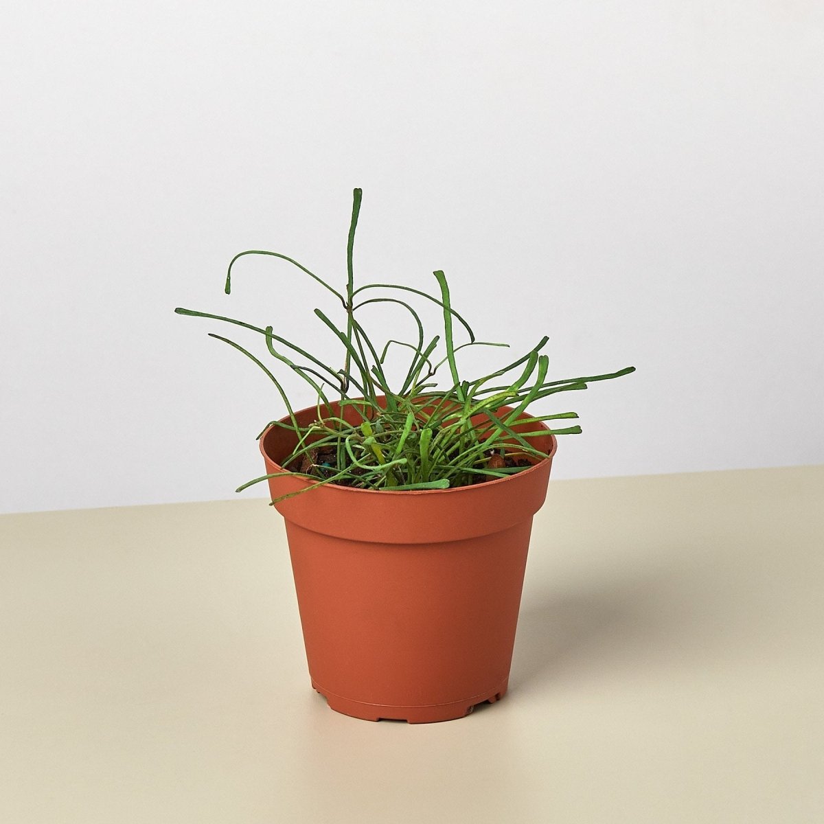 lily & onyx Hoya 'Grass Leafed' Houseplant