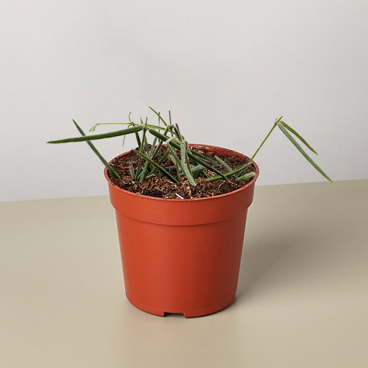 lily & onyx Hoya Insularis Houseplant