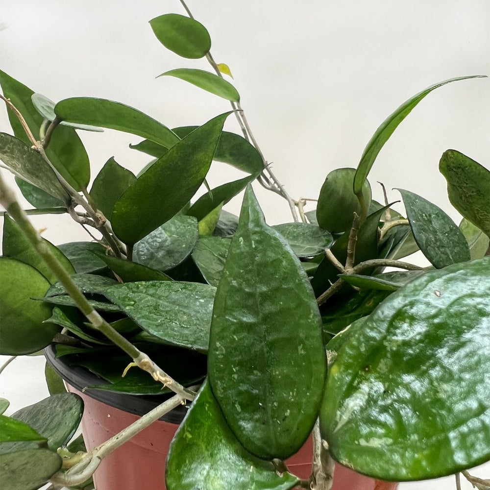 
                      
                        lily & onyx Hoya parasitica 'Black Margin' - lily & onyx
                      
                    