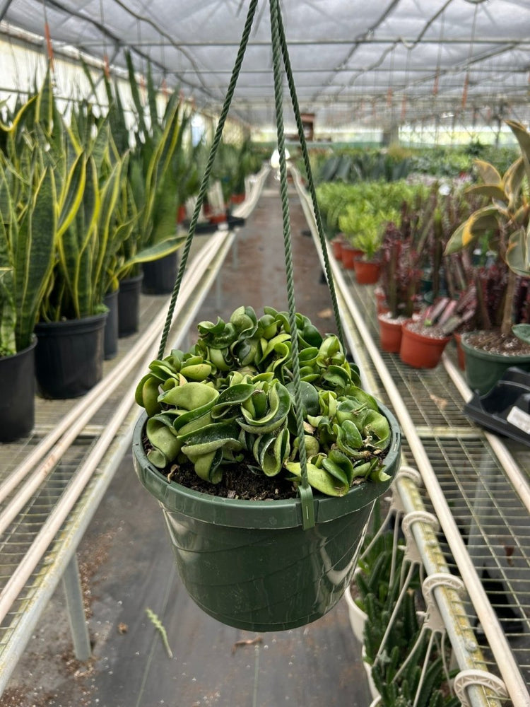 
                      
                        lily & onyx Hoya Rope Plant - lily & onyx
                      
                    