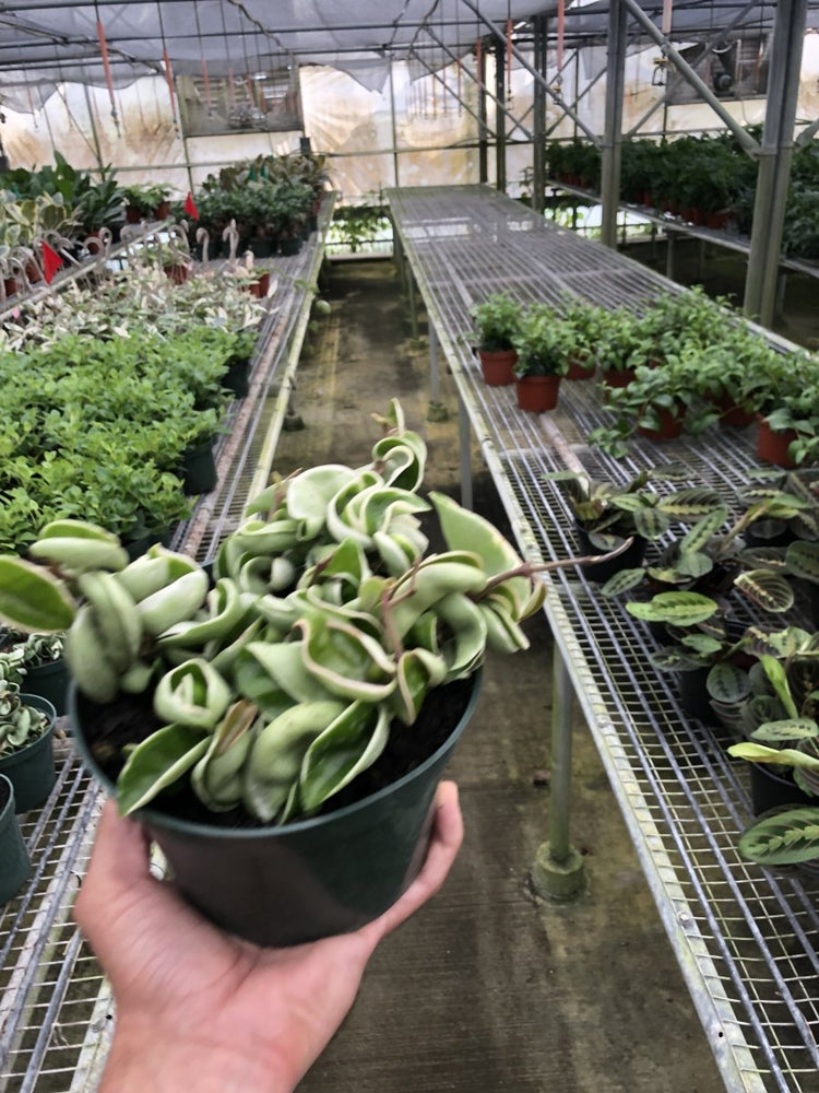 
                      
                        lily & onyx Hoya 'Rope Plant' Variegated - lily & onyx
                      
                    