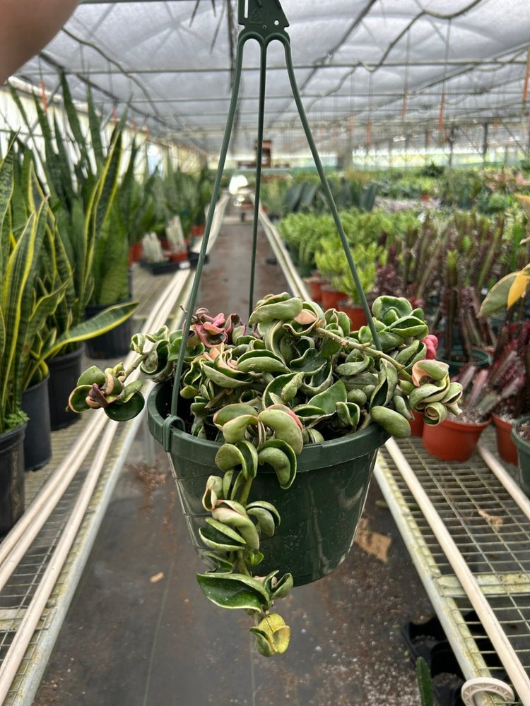 
                      
                        lily & onyx Hoya 'Rope Plant' Variegated - lily & onyx
                      
                    