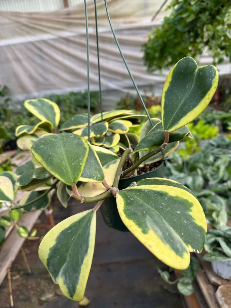 
                      
                        lily & onyx Hoya 'Sweetheart Variegated' - lily & onyx
                      
                    