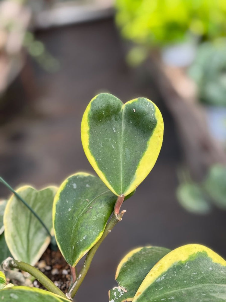
                      
                        lily & onyx Hoya 'Sweetheart Variegated' - lily & onyx
                      
                    