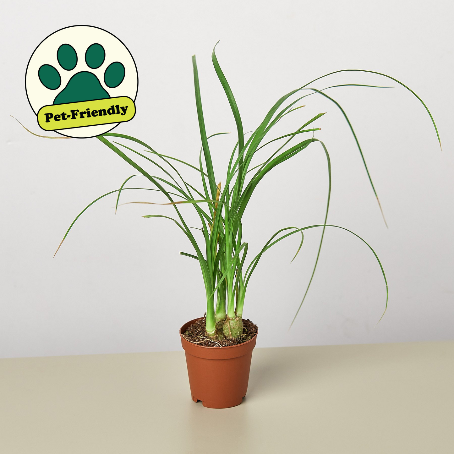 ponytail palm pet friendly Palm Ponytail 6" Pot / Nursery