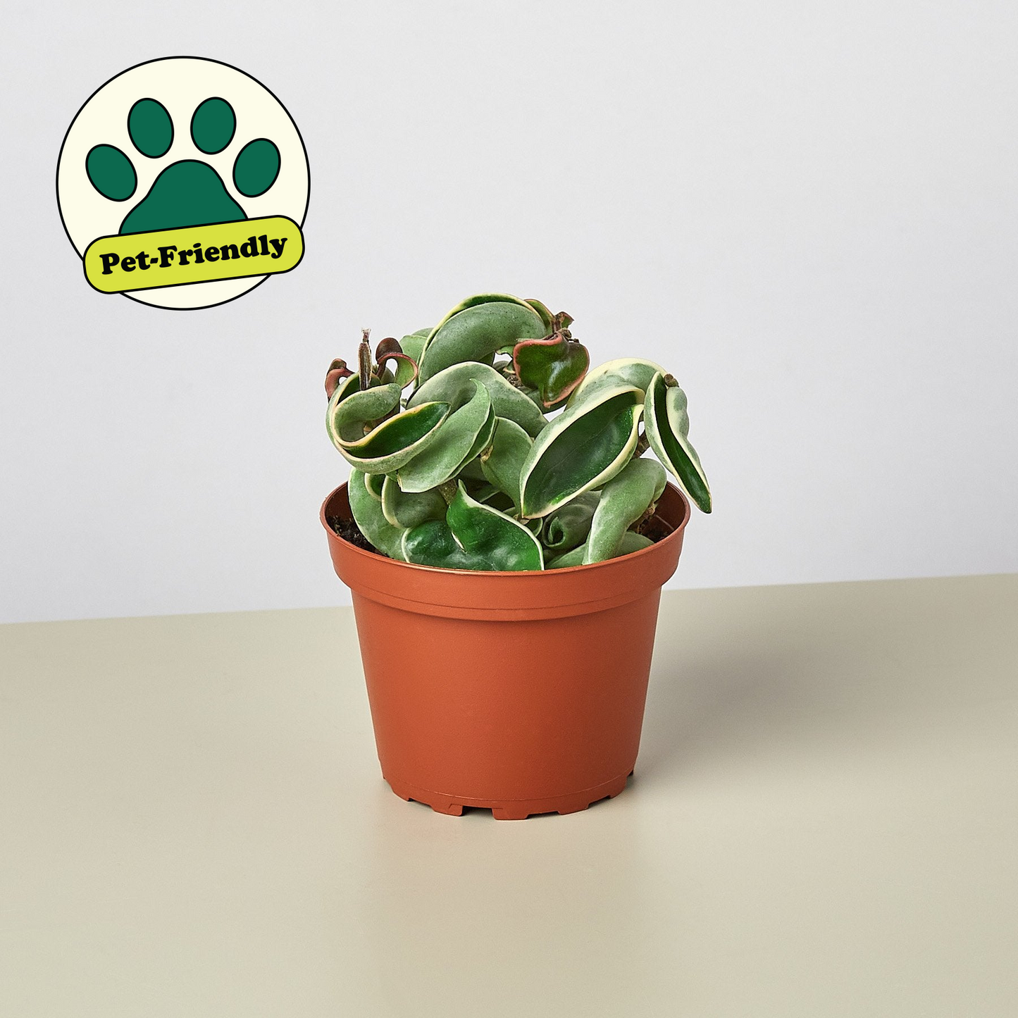 rope succulent plant Hoya 'Rope Plant' Variegated Houseplant