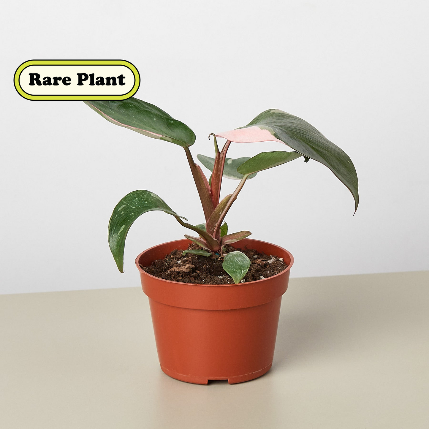 buy pink princess philodendron nz The Snobby Leaf | Philodendron 'Pink Princess' - 4 inch Pot