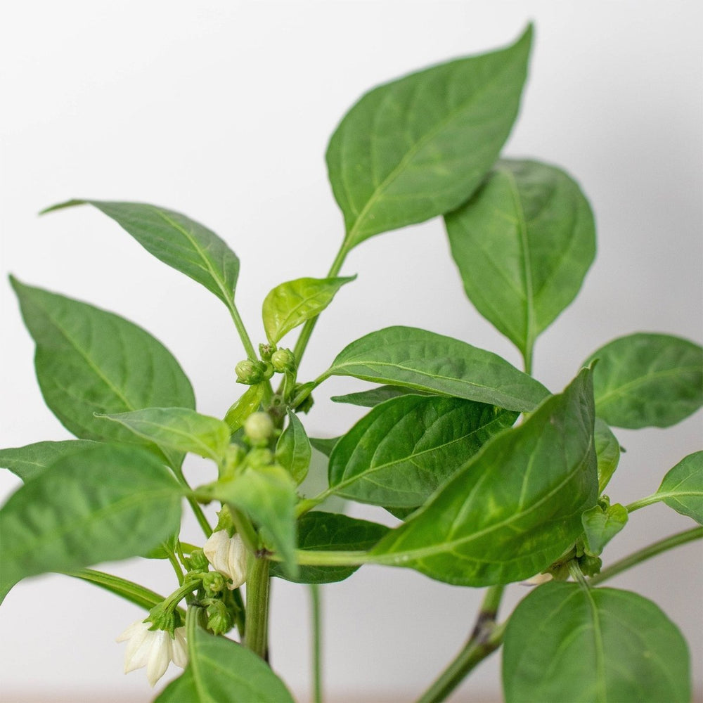 
                      
                        lily & onyx Jalapeno Pepper Plant - lily & onyx
                      
                    
