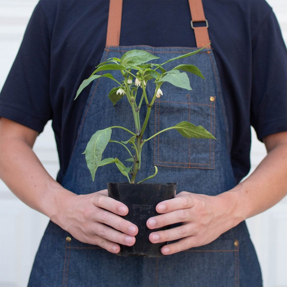 
                      
                        lily & onyx Jalapeno Pepper Plant - lily & onyx
                      
                    