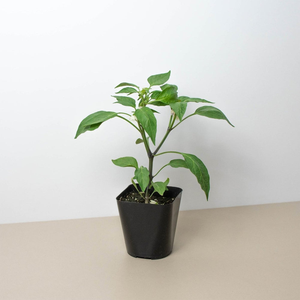 lily & onyx Jalapeno Pepper Plant - lily & onyx