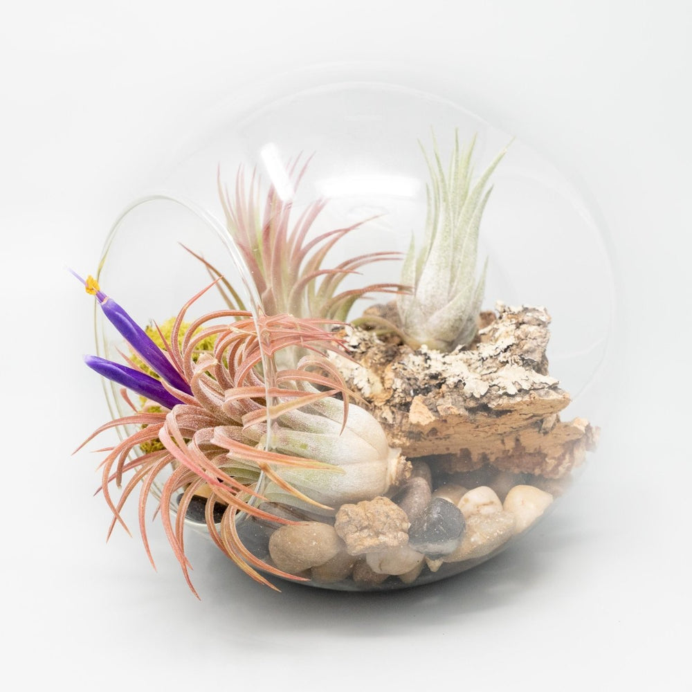 
                      
                        Air Plant Supply Co. Large Hand - Blown Glass Terrarium with 2 Open Ends and Flat Bottom - lily & onyx
                      
                    