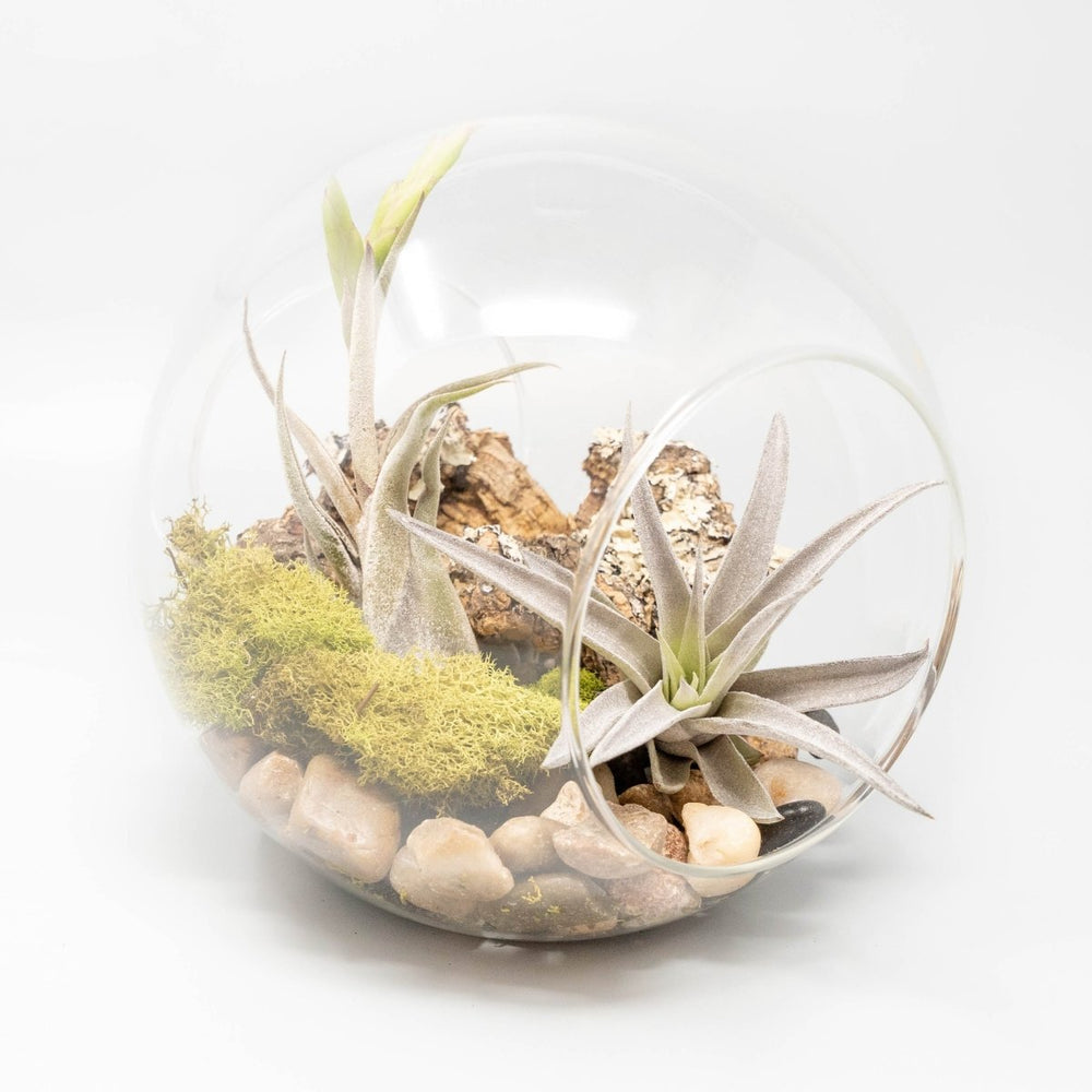 Air Plant Supply Co. Large Hand - Blown Glass Terrarium with 2 Open Ends and Flat Bottom - lily & onyx