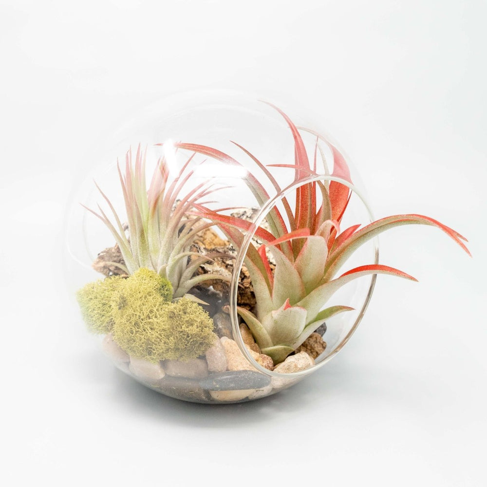 
                      
                        Air Plant Supply Co. Large Hand - Blown Glass Terrarium with 2 Open Ends and Flat Bottom - lily & onyx
                      
                    