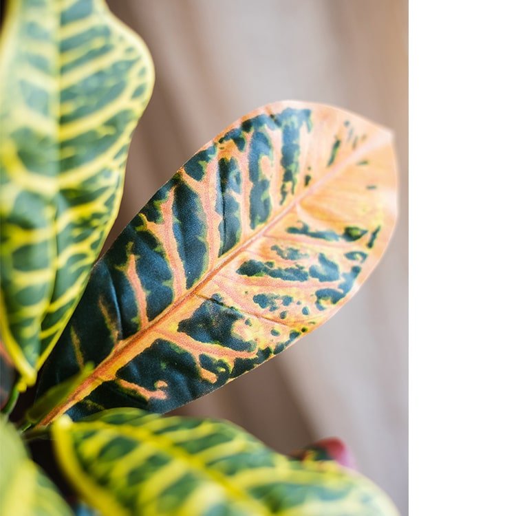 
                      
                        RusticReach Large Leaf Artificial Croton Tree In Pot - lily & onyx
                      
                    