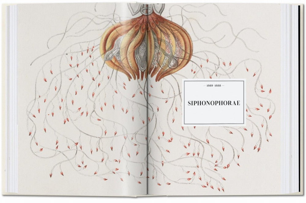 
                      
                        TASCHEN L’art et la science de Ernst Haeckel. 40th Ed. (French)
                      
                    