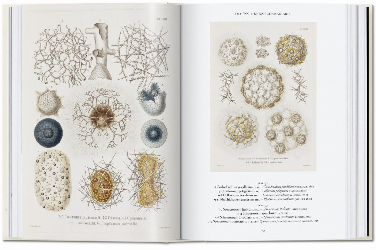 TASCHEN L’art et la science de Ernst Haeckel. 40th Ed. (French) - lily & onyx