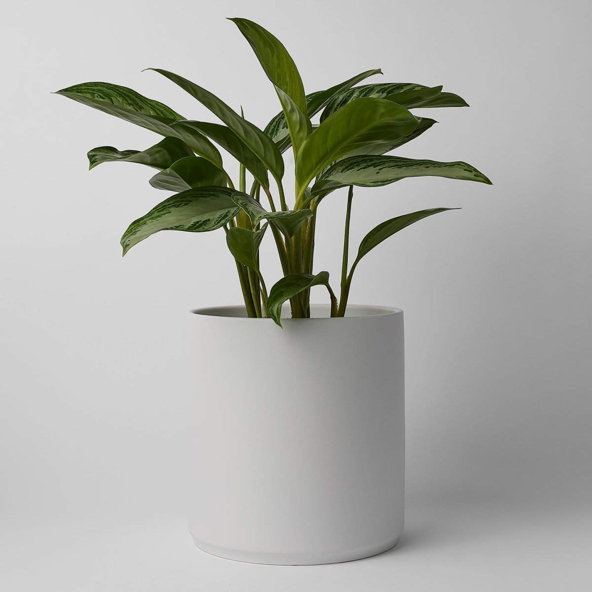 LBE Design 10 - Inch Ceramic Cylinder Planter - Waterproof Stoneware Matte