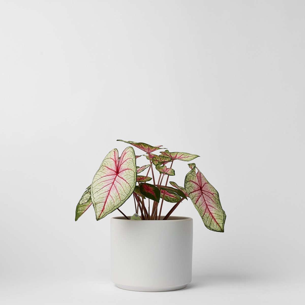 LBE Design 6 Inch Ceramic Cylinder Planter - Waterproof Matte Stoneware