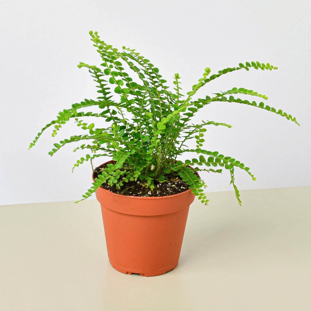 lily & onyx Lemon Button Fern Houseplant