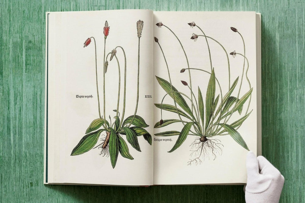 
                      
                        TASCHEN Leonhart Fuchs. The New Herbal (English) - lily & onyx
                      
                    