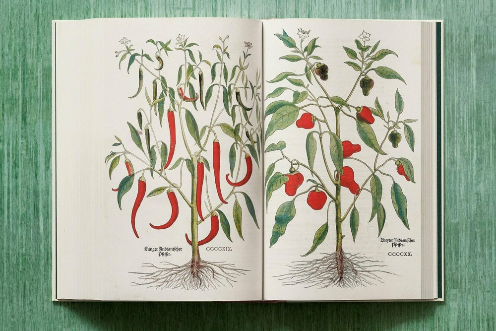 
                      
                        TASCHEN Leonhart Fuchs. The New Herbal (English) - lily & onyx
                      
                    