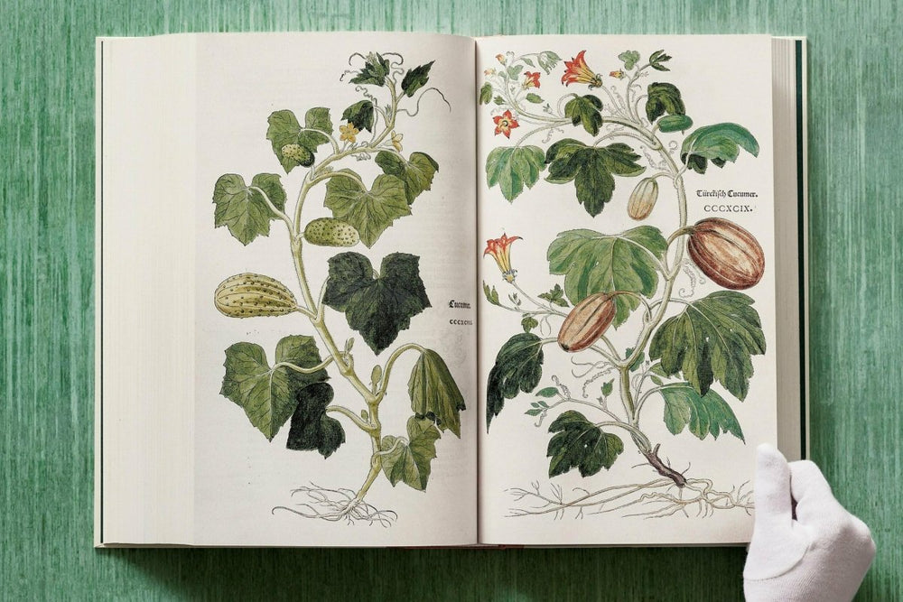 
                      
                        TASCHEN Leonhart Fuchs. The New Herbal (English) - lily & onyx
                      
                    
