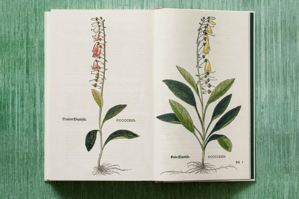 
                      
                        TASCHEN Leonhart Fuchs. The New Herbal (English) - lily & onyx
                      
                    